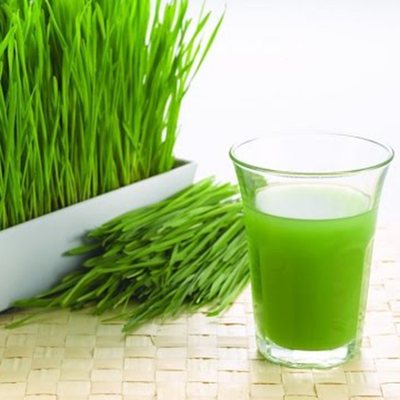 Hạt giống mầm cỏ lúa mì lúa mạch - 100gram - VTNT