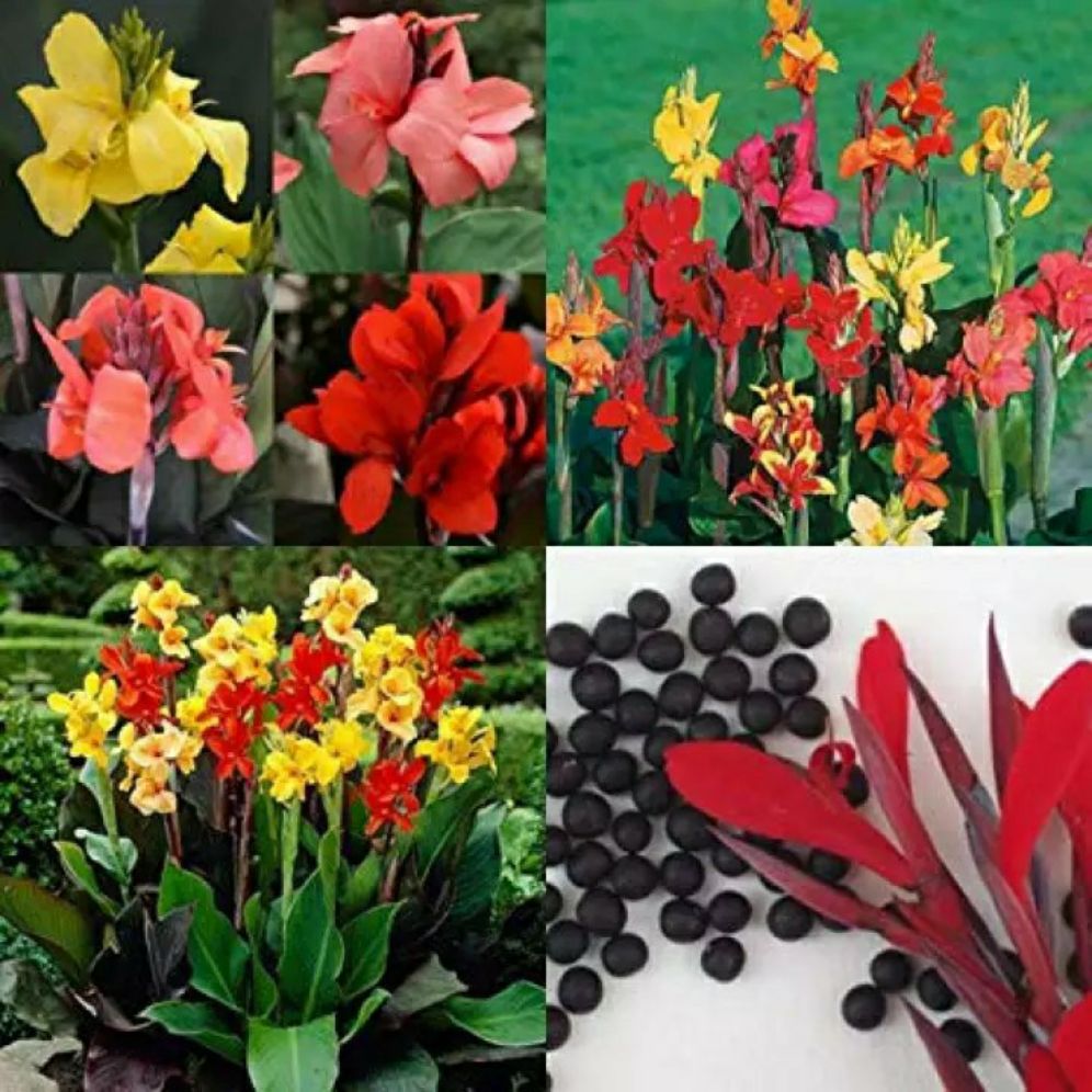 hạt giống hoa chuối cảnh nhiều màu.