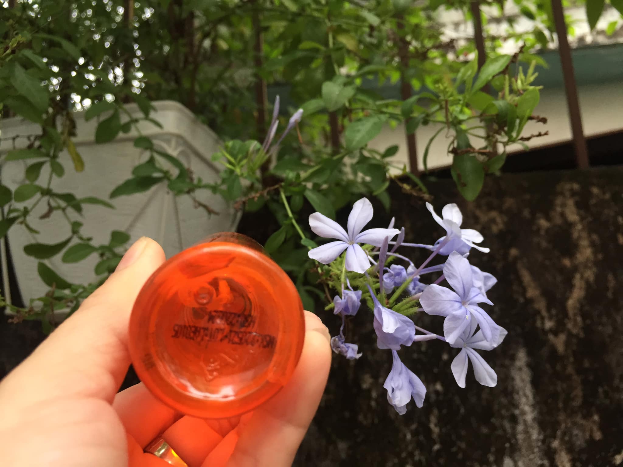 Chai xịt Dầu bóng tóc Lavox 80 ml