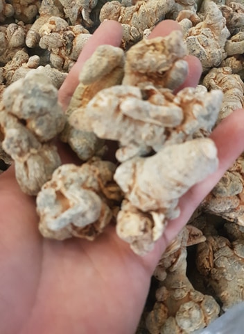 Củ Tam Thất Bắc Khô 100g ( loại 5 củ )