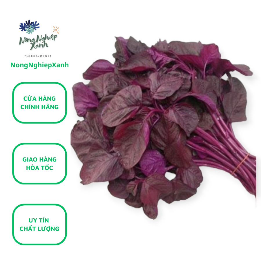 Amaanthus viri11/is) red beetroot vegetable seeds package of 20gr hat giong vegetable hydroponic notonghiepblue tot for suc show off.