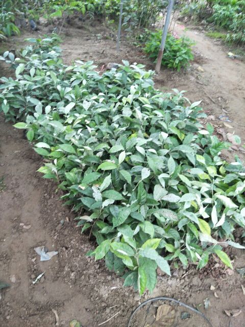 Cây NHÓT NGỌT giống