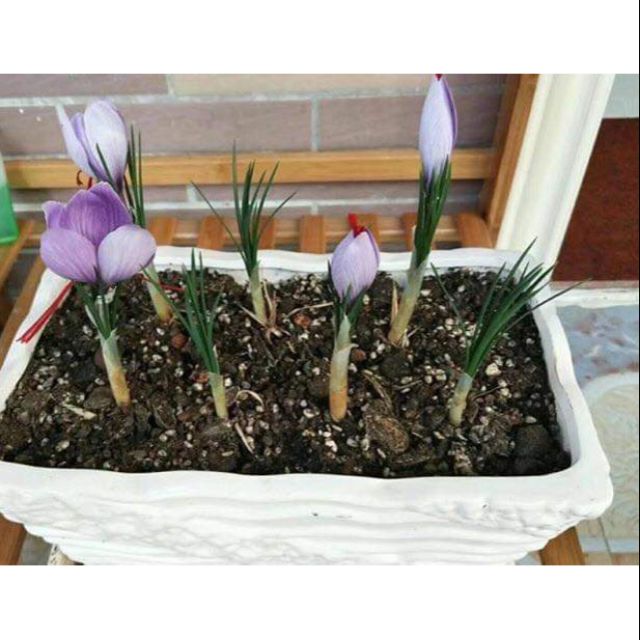 3 củ nghệ tây 3 màu