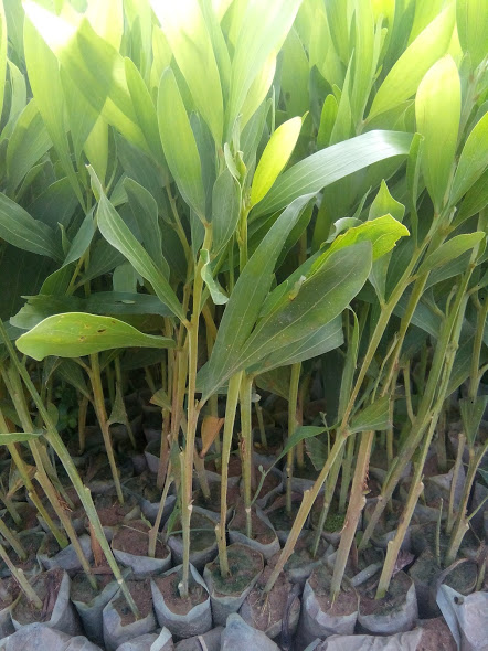 Cây tràm - keo lá tràm giống (30 cây/gói)