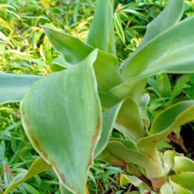 2cây lược vàng