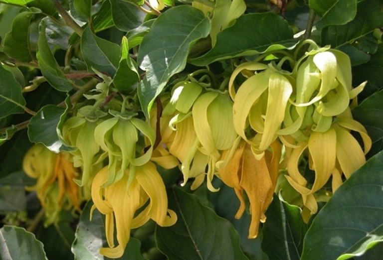 Cây hoa Dẻ ta - Cây giống Hoa thơm ngát