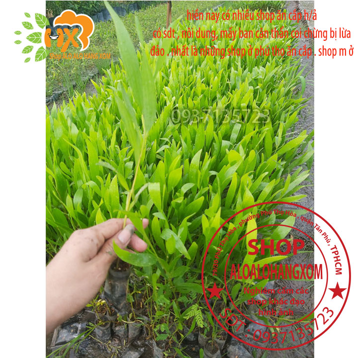 [HCM]combo 50 cây tràm lai cây giống