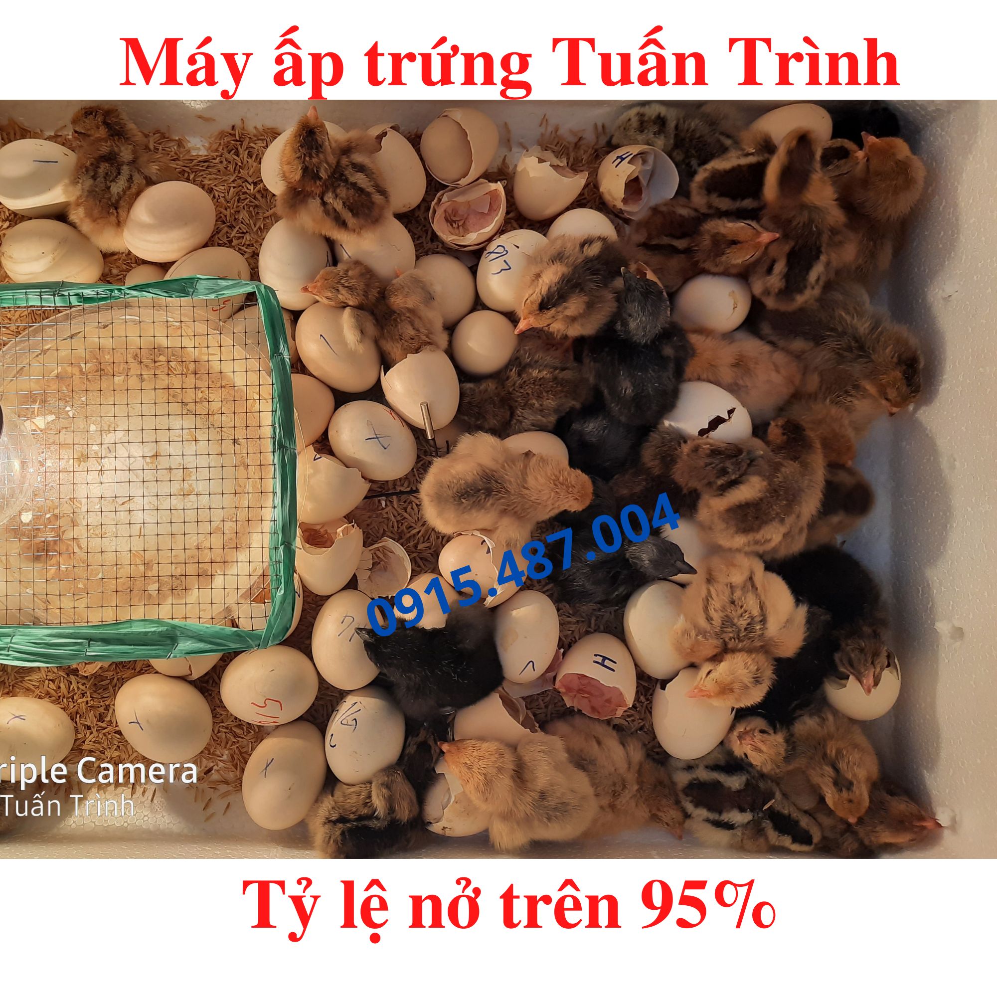 [Free Ship] Máy ấp trứng gà mini mới nhất 2023