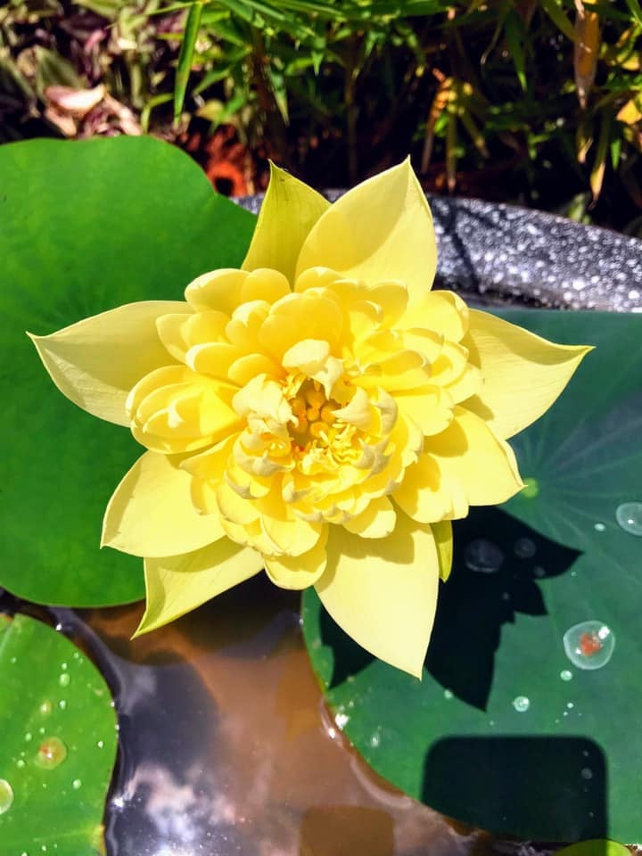 5 Hạt giống sen Nhật mini