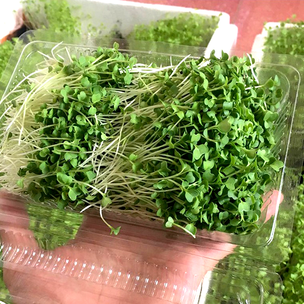 Hạt giống mầm cải ngọt (Tsoi Sim Sprouts)  - Gói 20gram
