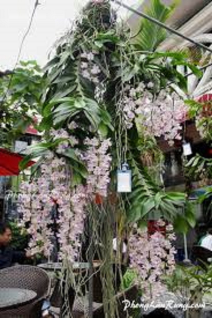 Cây lan rừng giáng hương tam bảo sắc - cây to khỏe hoa thơm đẹp