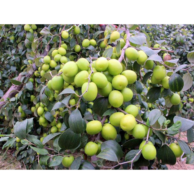 Cây táo thái siêu trái (cho trái siêu sớm) (cây giống bảo hành )