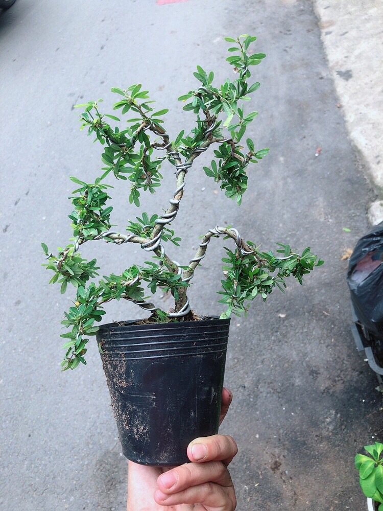 Cây Linh Sam