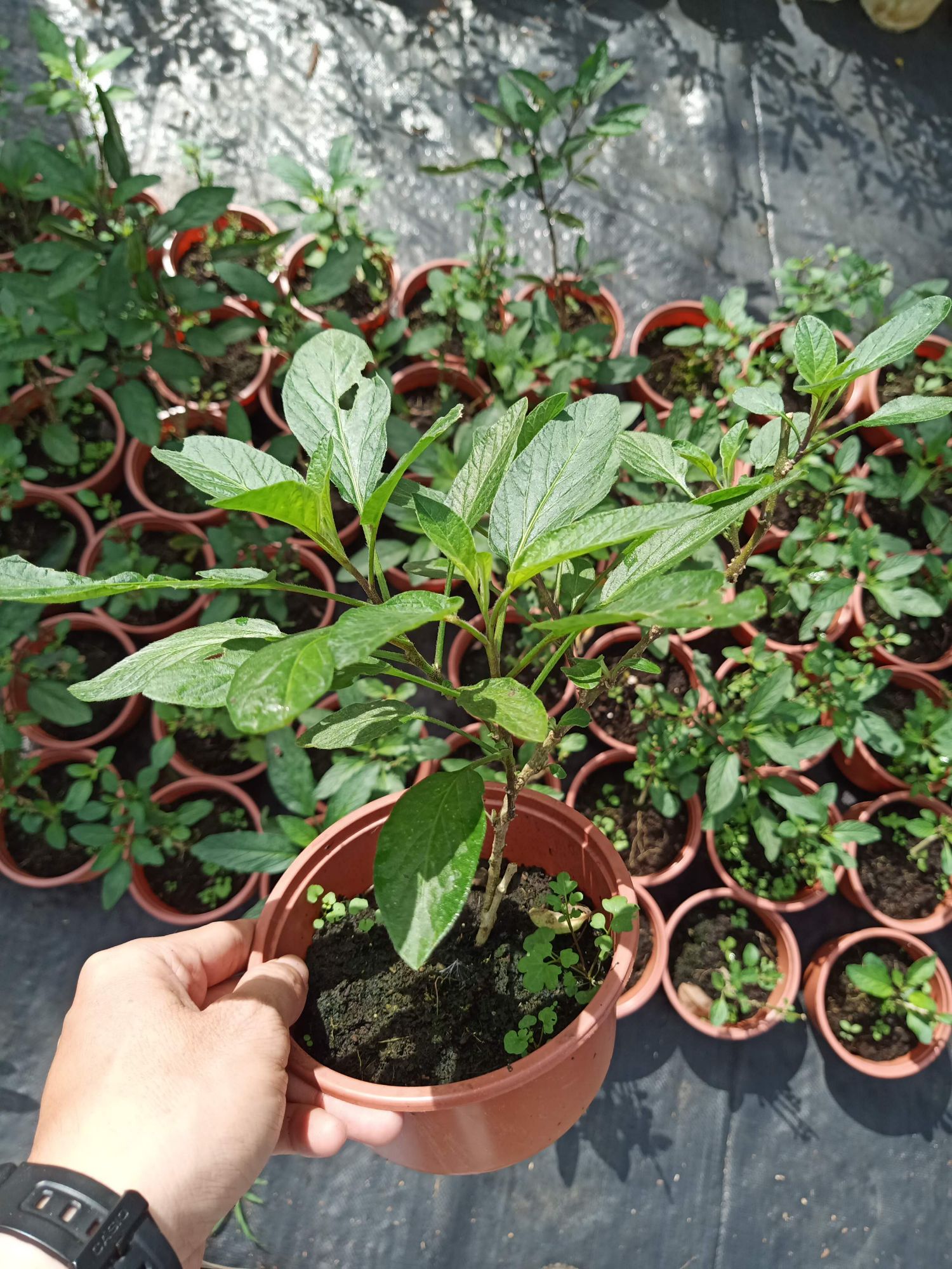 Cây dưa Pepino - dưa hấu Nam Mỹ