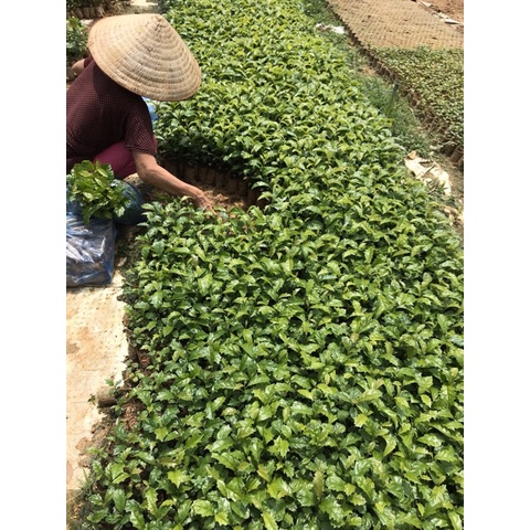 Cây xạ đen giống chính hiệu Hoà Bình