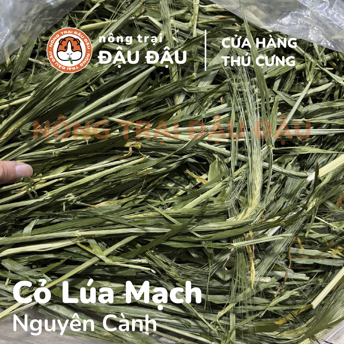 Cỏ Lúa Mạch Non Cho Thỏ, Bọ Ú, Chinchilla Nguyên Cành Mềm Siêu Thơm