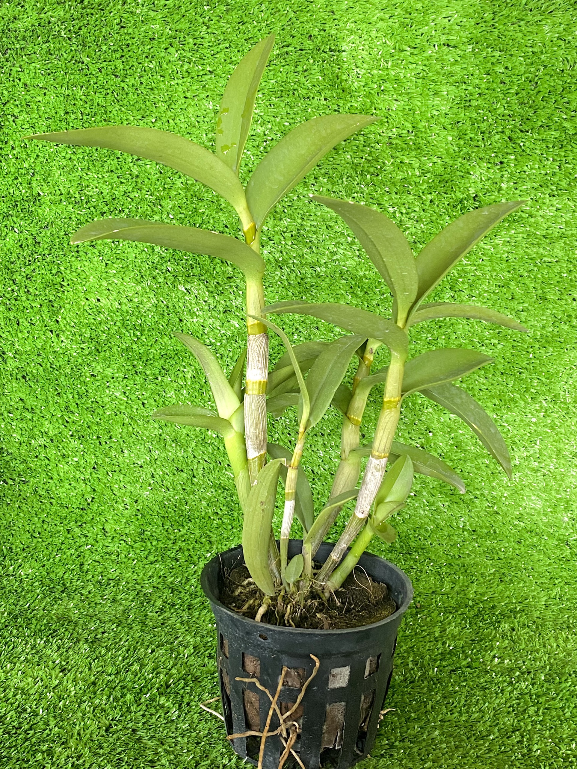 HOA LAN DENRO  DAZANG BLUE