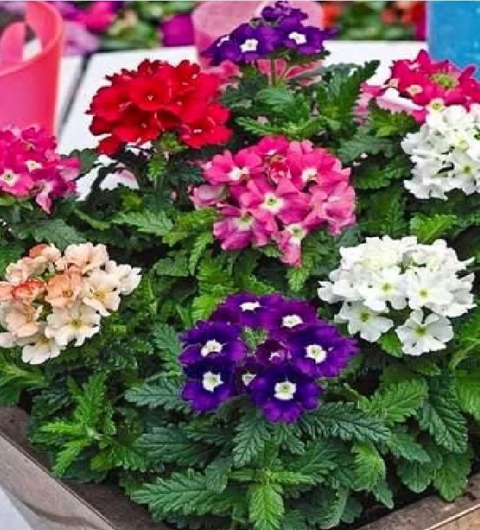 Hạt giống hoa Vân Anh (Cúc Lá Nho )Mix màu - 50 hạt