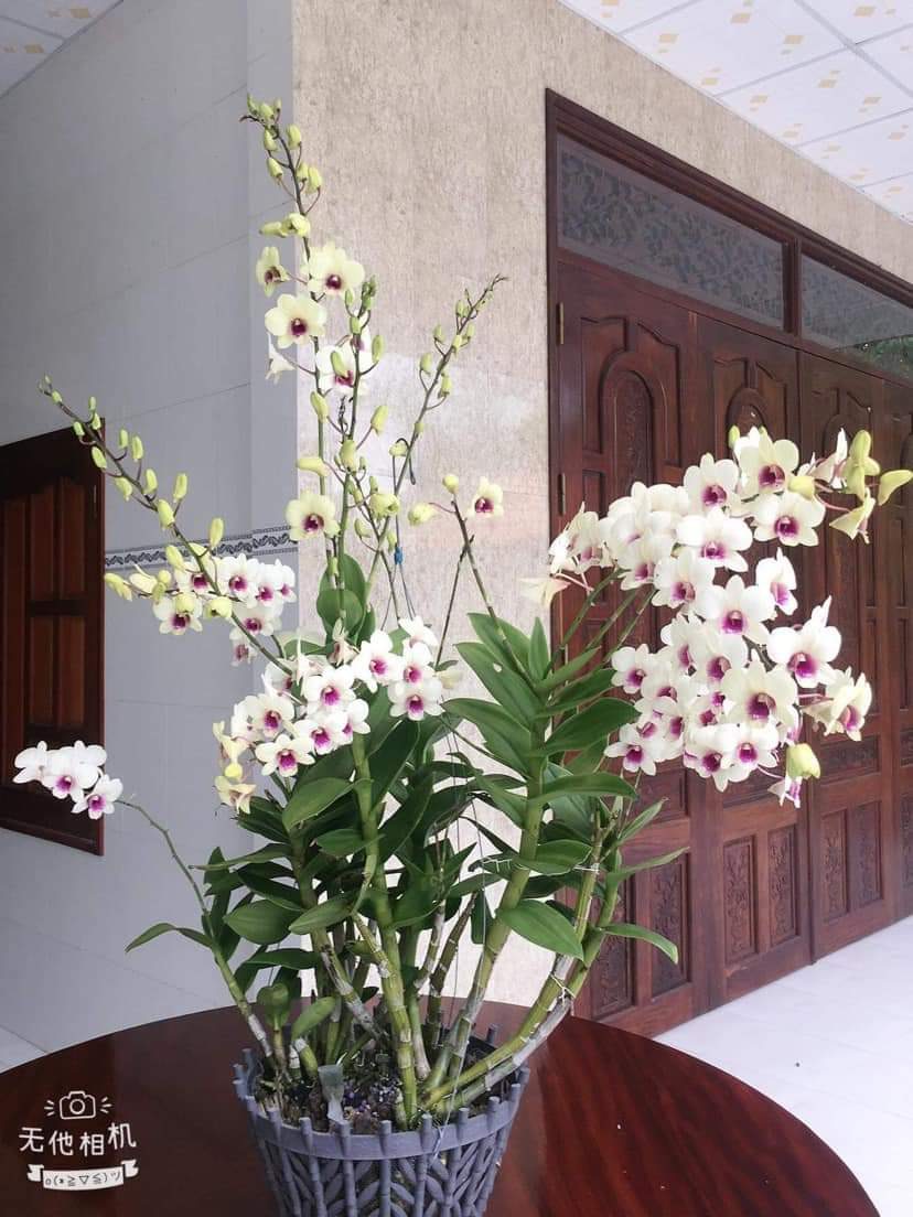 Hoa lan đồng tiền đổi màu