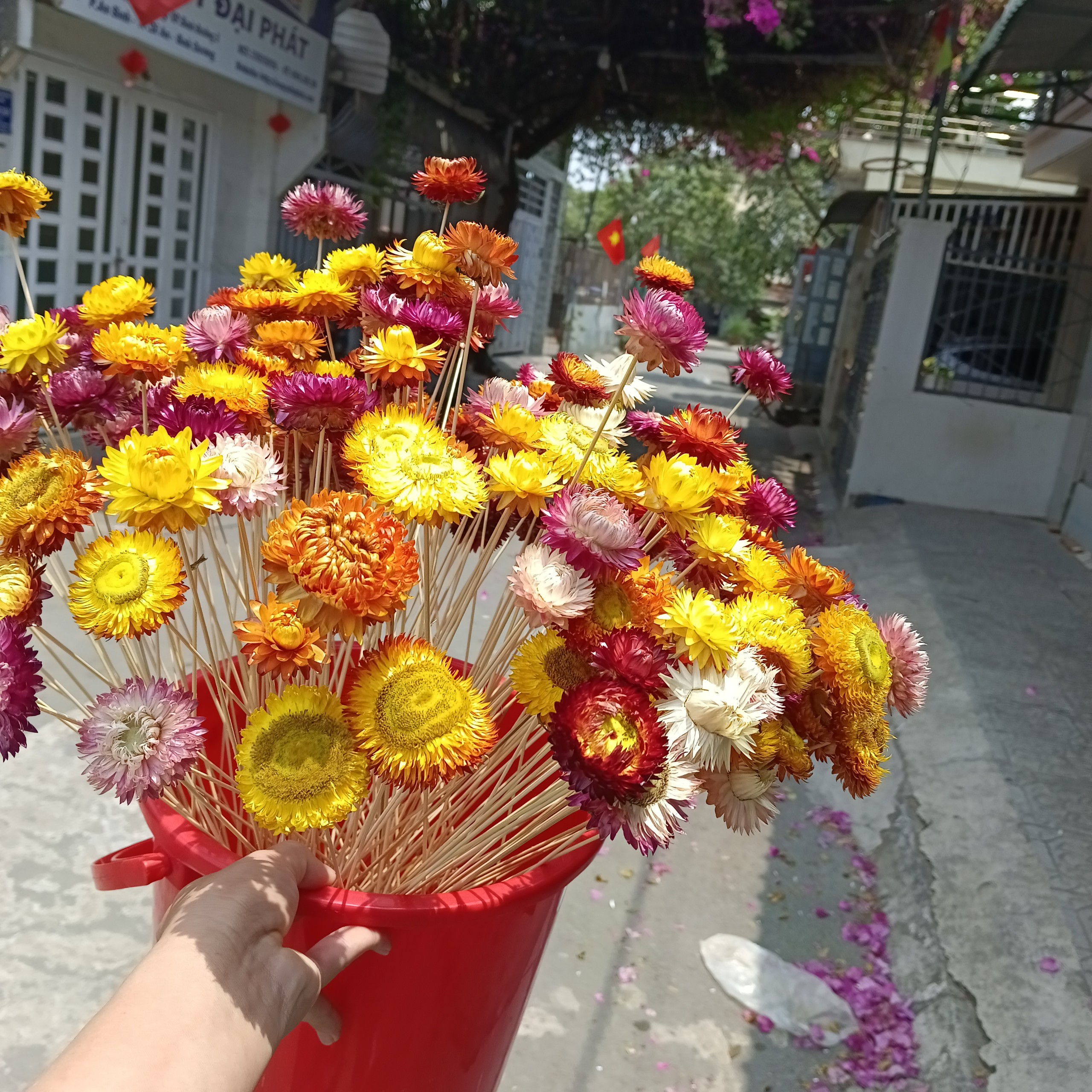 hoa cúc bất tử khô thân tăm tre