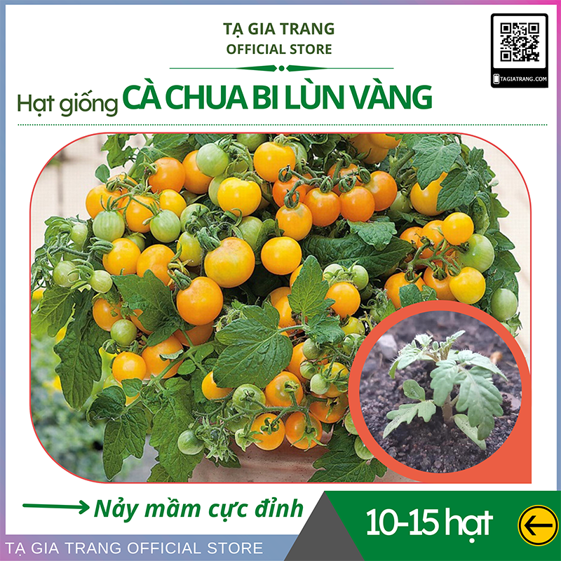 Hạt giống cà chua bi lùn vàng, sai quả - Gói 0,1g