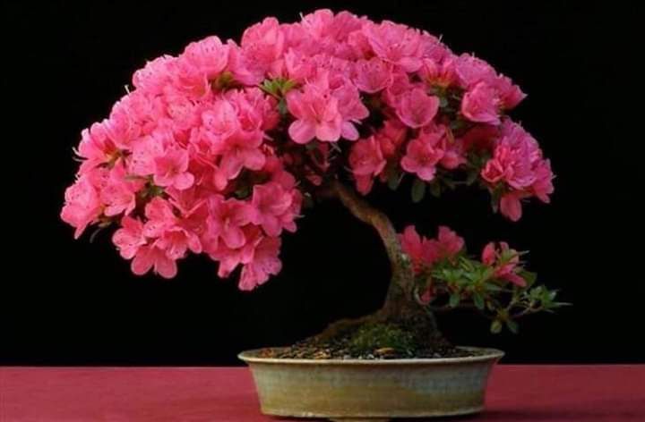 combo 10 cây giống hoa đỗ quyên