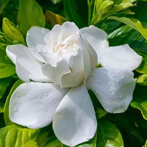 Cây bạch thiên hương.