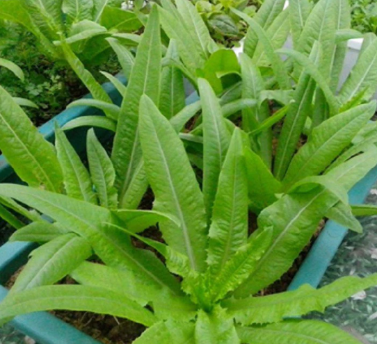 Hạt giống rau tiến vua