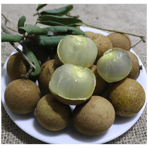 ( CÂY ĂN QUẢ) NHÃN XUỒNG CƠM VÀNG LOẠI 1+ 1000g phân thỏ hữu cơ