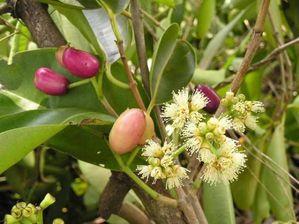 Cây vối nếp - cao 1m (10 công dụng thần kì)