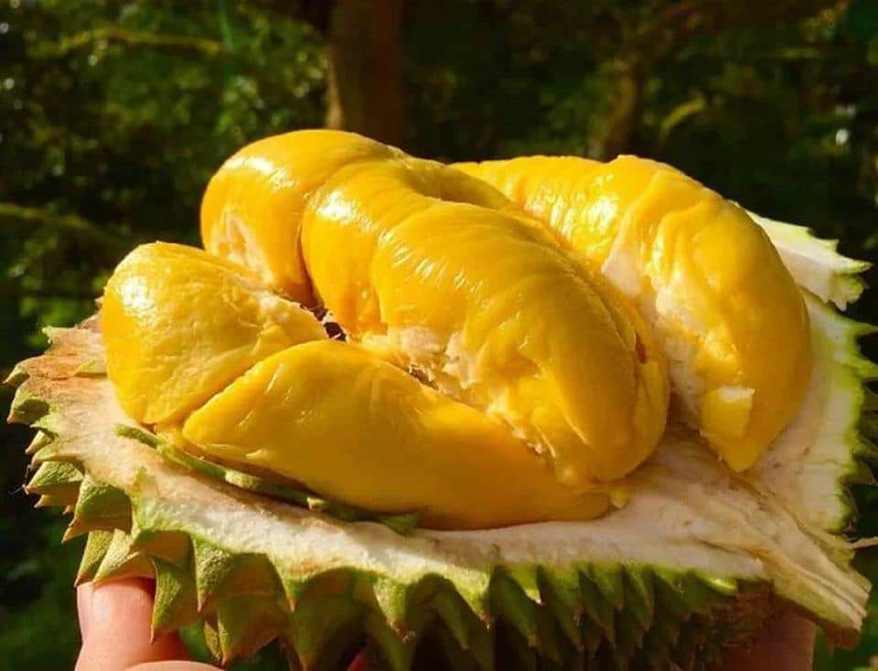 cây giống musangking ghép