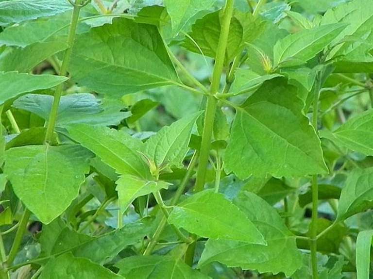Cây cỏ lào tươi 1kg