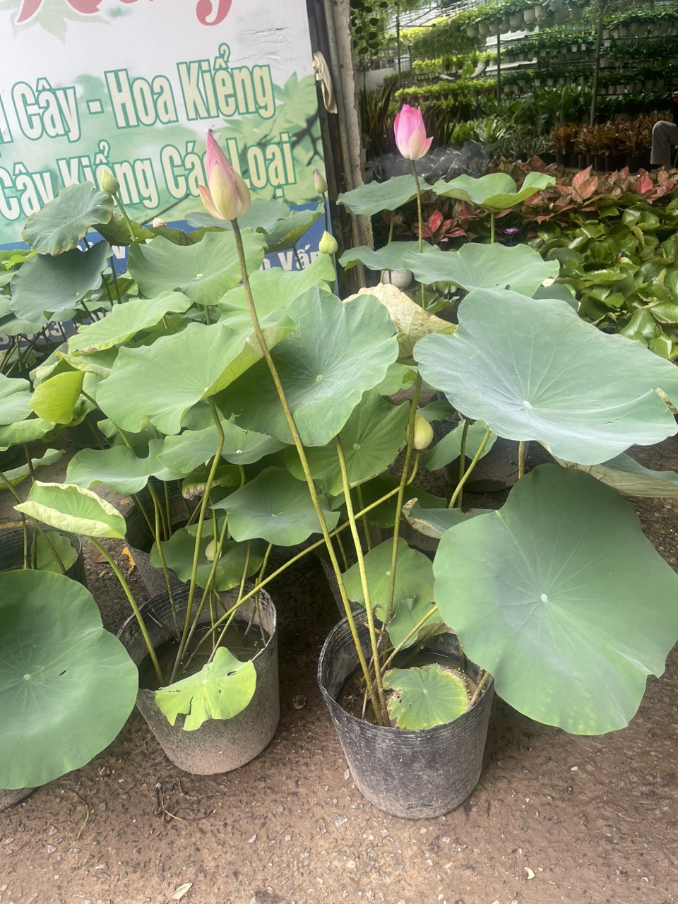 [Chỉ giao hoả tốc] Chậu cây hoa Sen Ta rất thơm và siêng bông