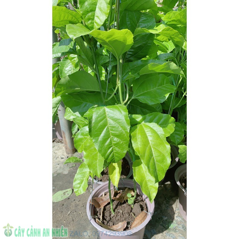 Cây Chanh Dây