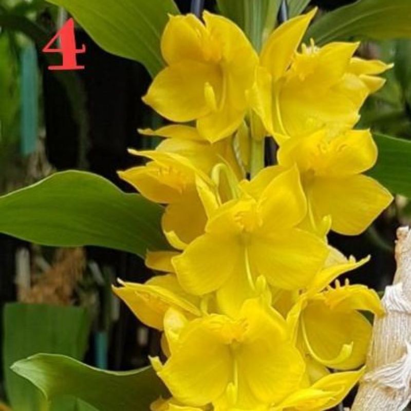 HOA LAN THIÊN NGA GIỐNG
