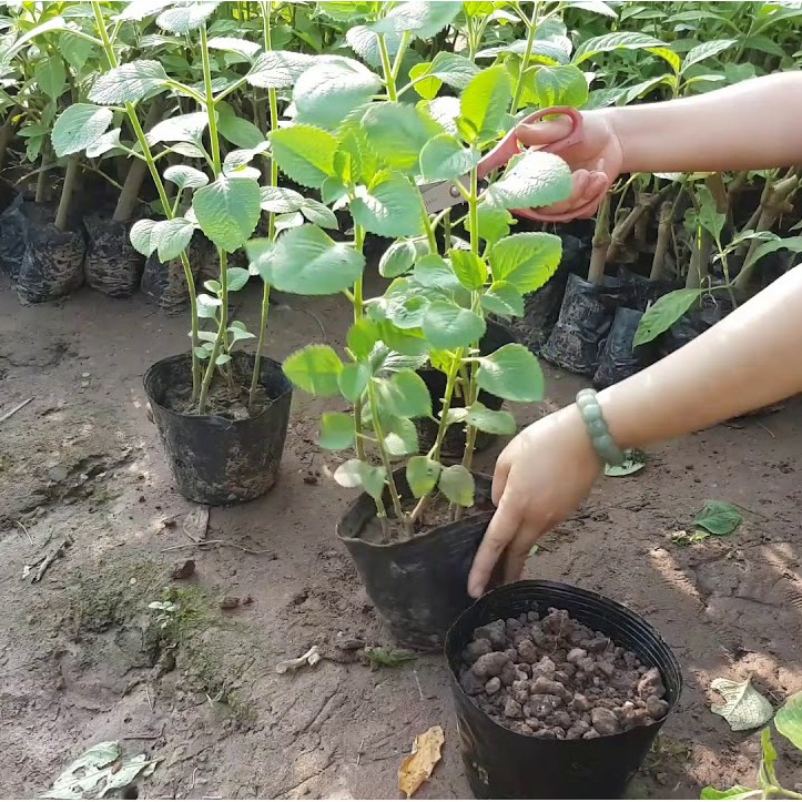 COMBO 12 cành húng chanh thuốc ho (trồng cành)
