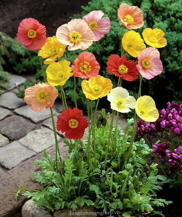 Hạt giống hoa poppy