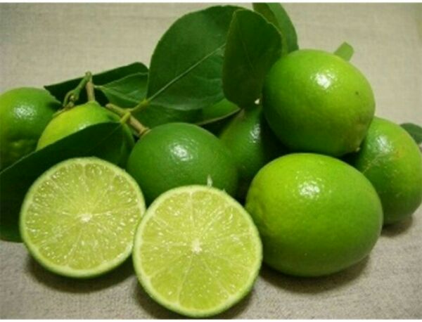Cây chanh TỨ QUÝ bông tím ( chanh tứ quý, tàu chùm)