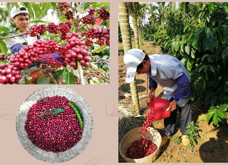 Cà Phê ROBUSTA Rang Mộc Nguyên Chất S18