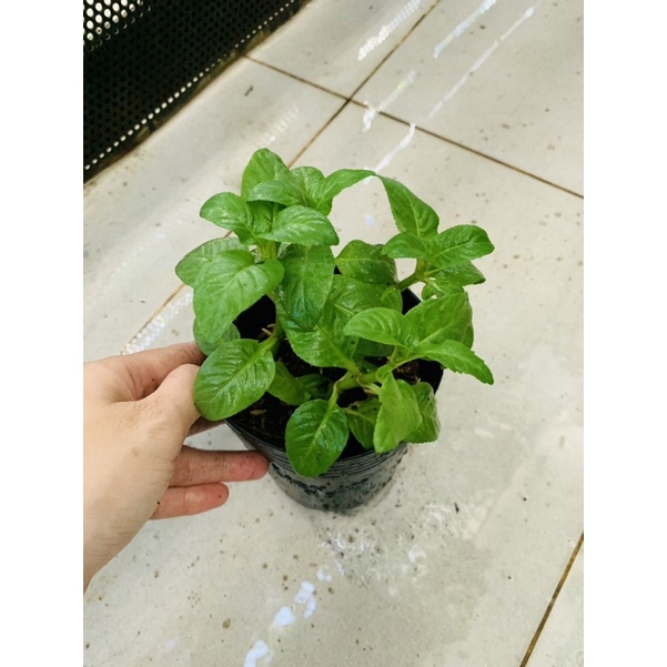 Chậu cây rau quế vị (xá xị)