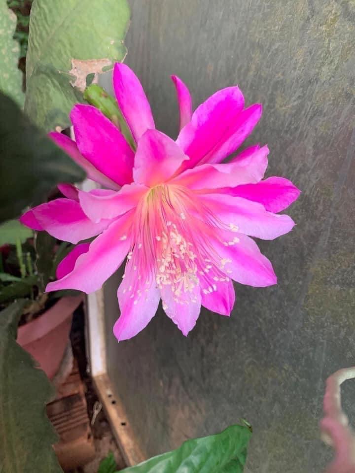 Cây giống NHẬT QUỲNH