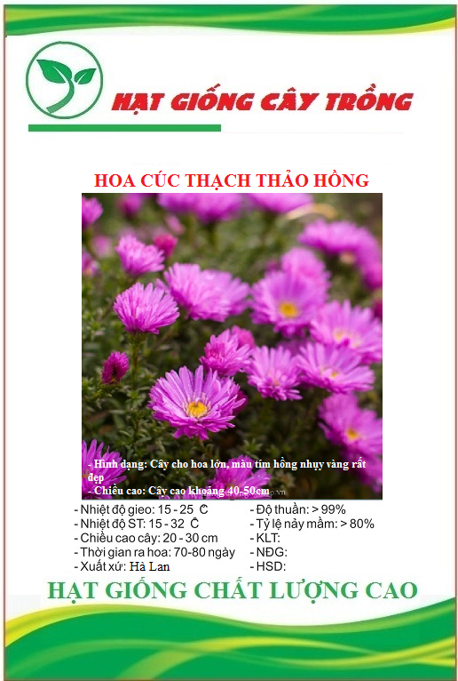 Hạt giống hoa cúc thạch thảo tim hồng CT398 - 1 gói 50 hạt