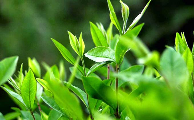 Cây chè xanh uống nước