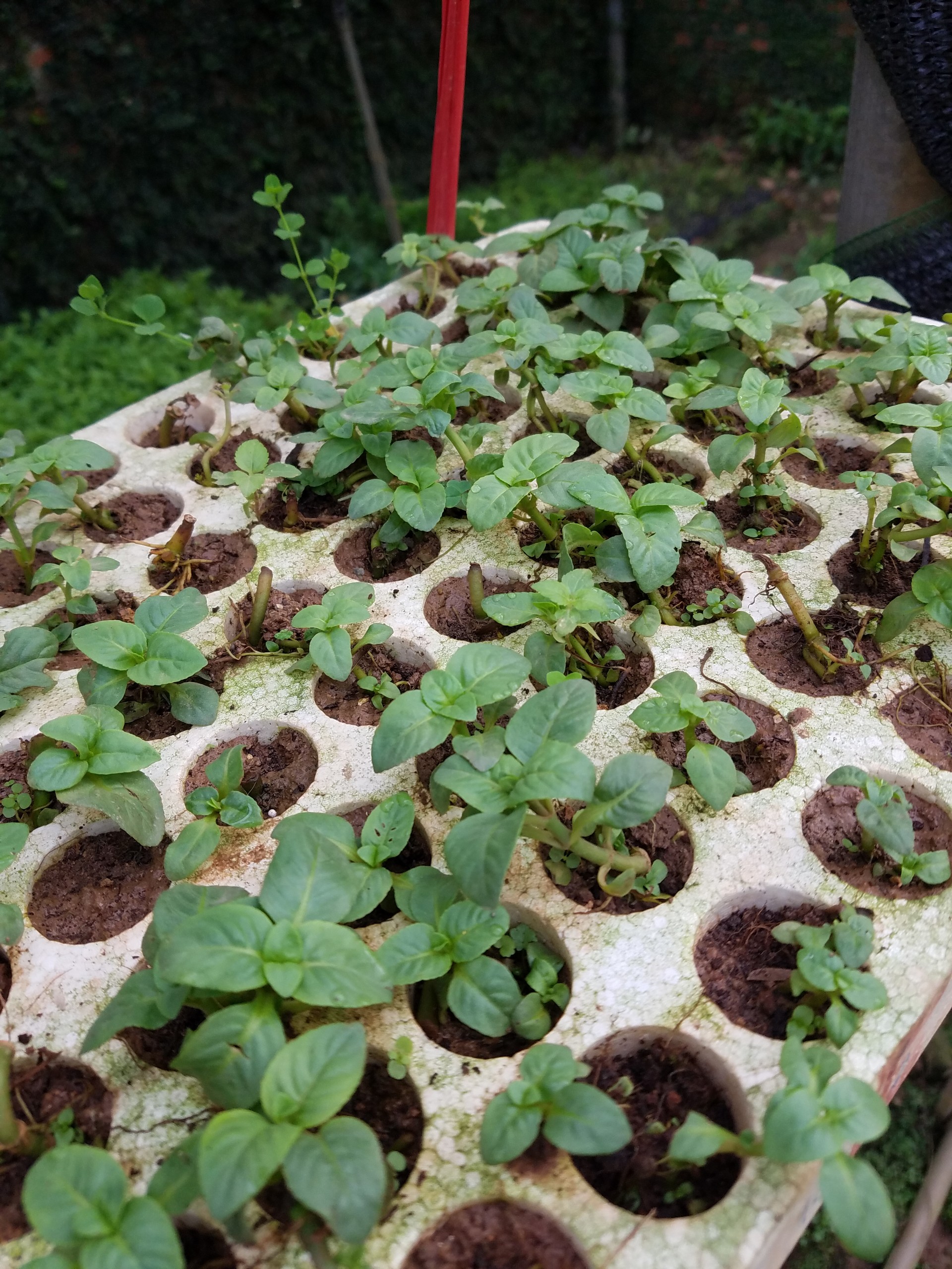 com bo 3 Cây giố ng quế vị - Gửi cây y hình.