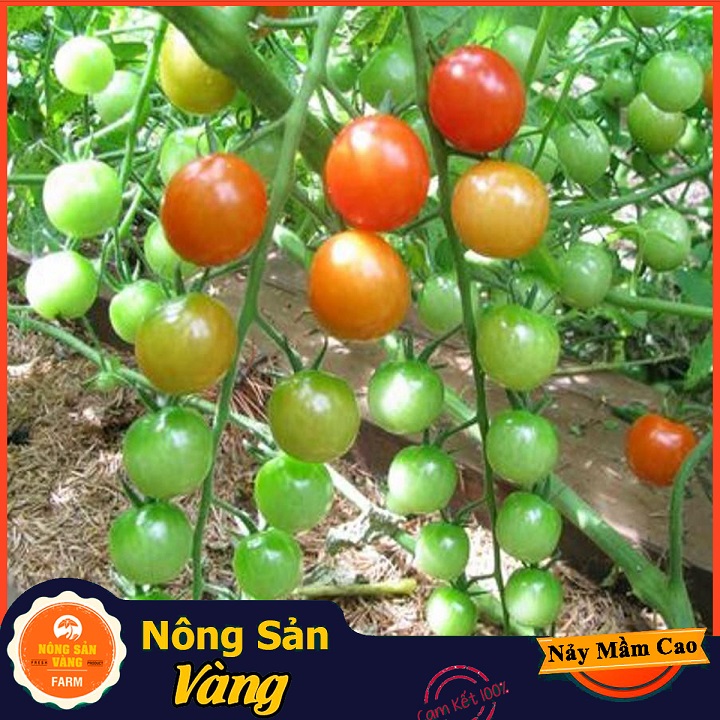Ginkgo tomato seeds (mashed tomato) grow well and produce fruit to the end of growth (pack of 20 seeds)-shallow gold