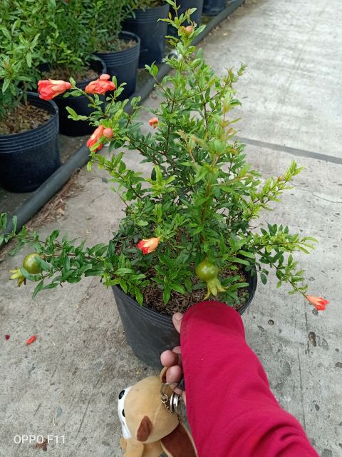 Lựu ấn Độ ... đang trái (tem chuẩn giống)