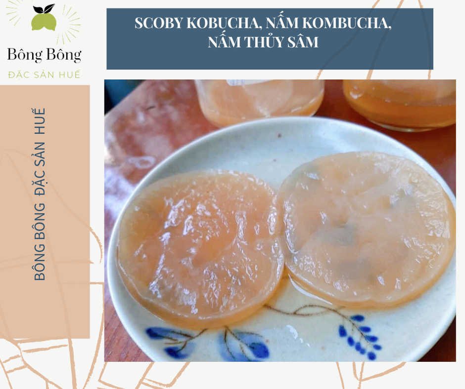 Nấm KOMBUCHA Nấm Thuỷ Sâm SCOBY KOMBUCHA
