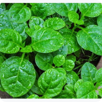 [HCM]Hạt Giống Mồng Tơi Rado - Gói 20 gram (nhanh thu hoạch,  năng suất cao)