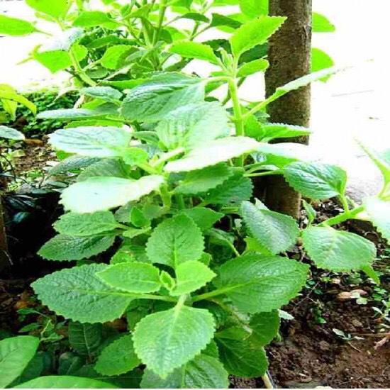 Hạt giống hùng chanh, rau tần 100 hạt
