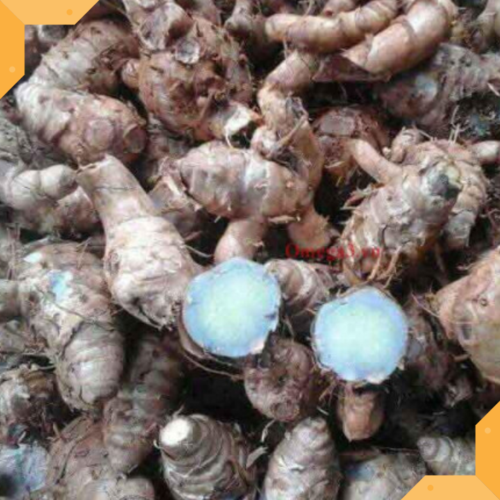 NGHỆ ĐEN TƯƠI - 1 KG